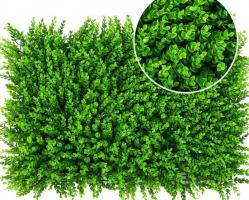 Cỏ tai chuột loại 1 Cỏ tai chuột loại 1